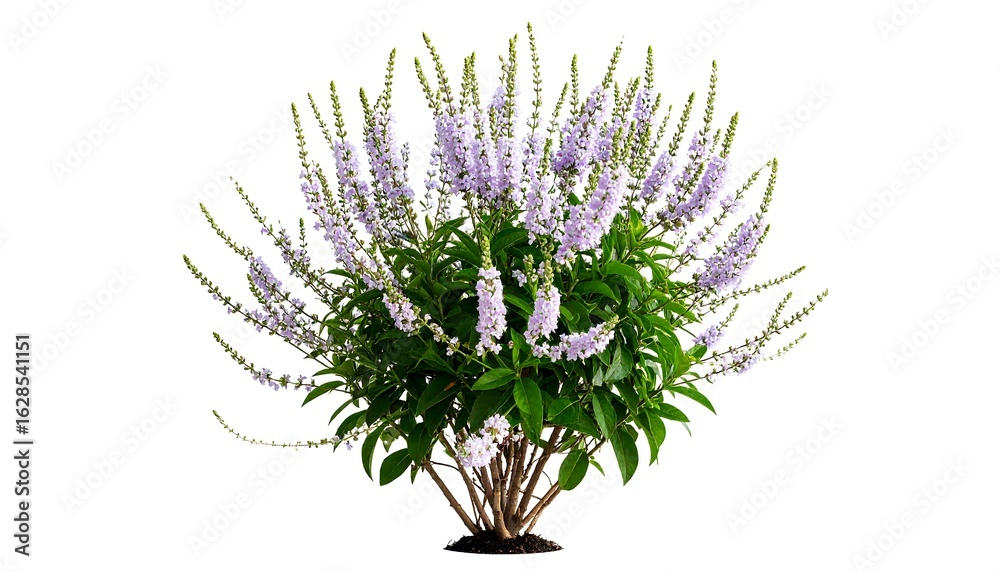 Obraz premium Lush purple flowers on a leafy shrub