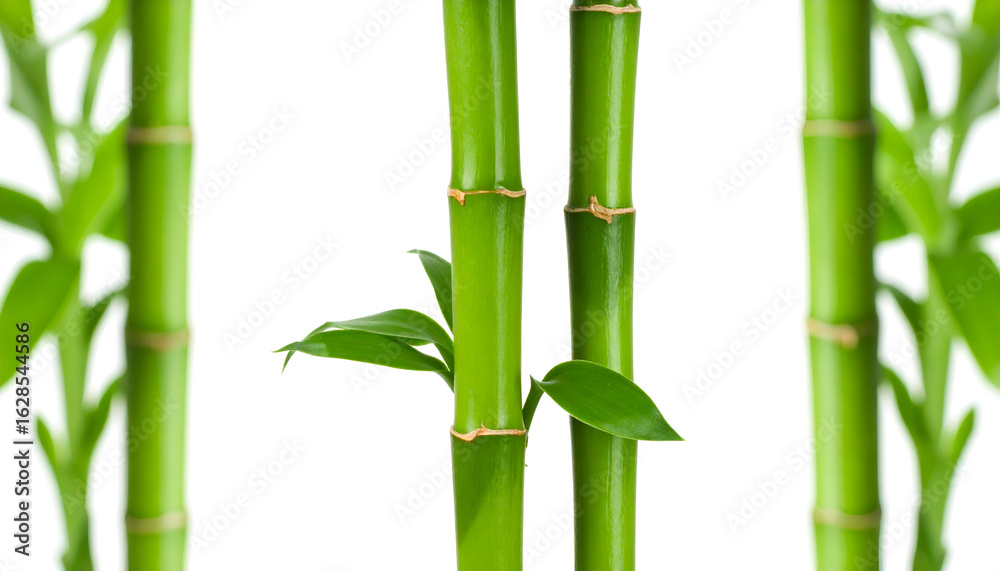 Fototapeta premium bamboo leaves isolated on white
