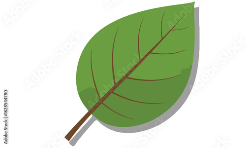 Single vibrant green leaf with intricate veins isolated on a white background, capturing the essence of fresh summer flora