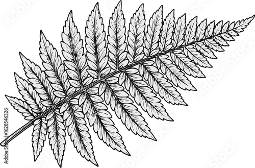 Fern frond vector illustration isolated on white background