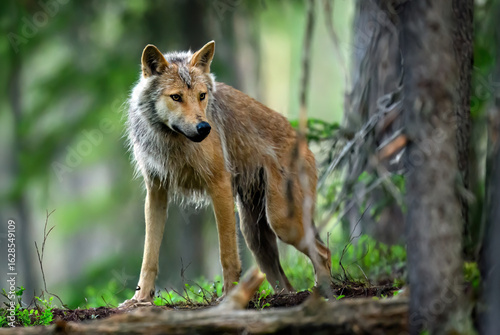 Fototapeta Naklejka Na Ścianę i Meble -  Grey wolf ( Canis lupus ) close up