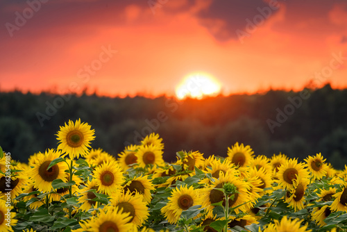 Beautiful sunset over sunflowers field