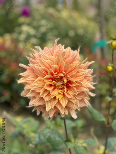 orange dahlia flower