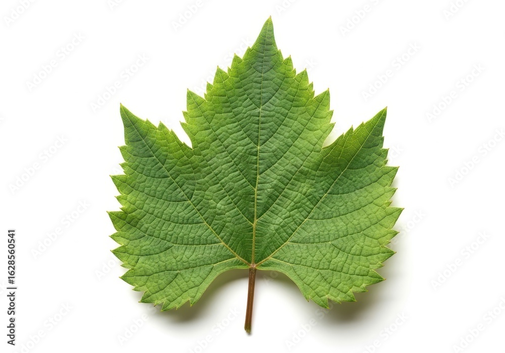 Fototapeta premium Vibrant green grape leaf isolated on a clean white vine plant