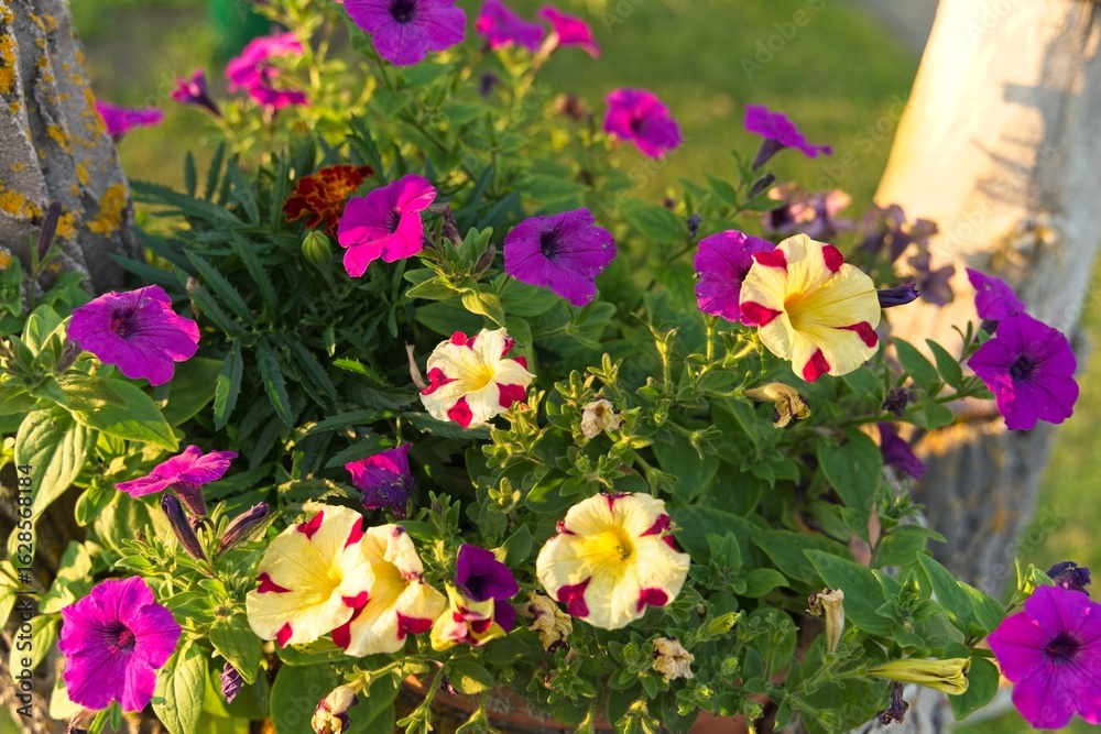 Fototapeta premium Bright multi-colored flowers of garden petunia in a pot.