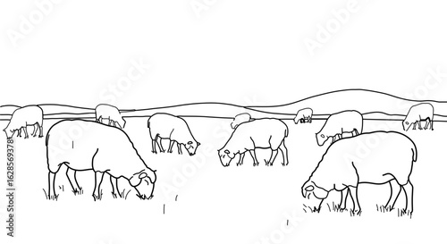 Sheep grazing in a field black and white line art illustration for coloring pages and educational resources