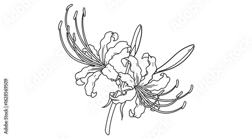 Download beautiful spider lily flower line art vector illustration for design and decoration needs today free