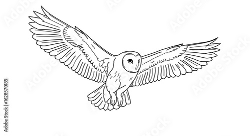 Barn owl flying drawing vector illustration, bird of prey outline image for coloring and design projects