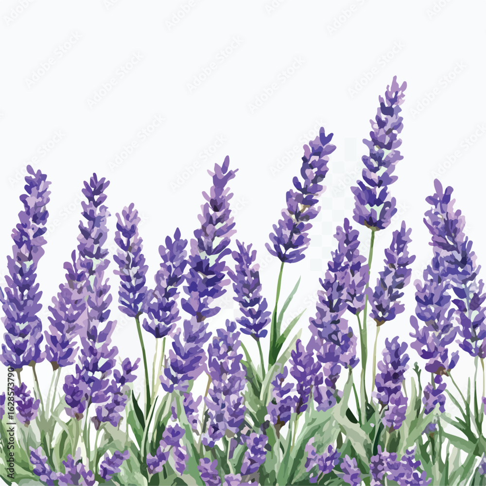Naklejka premium Watercolor lavender flowers border design