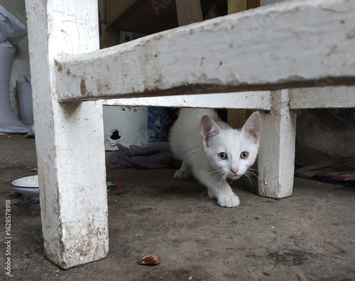 white cat on the street