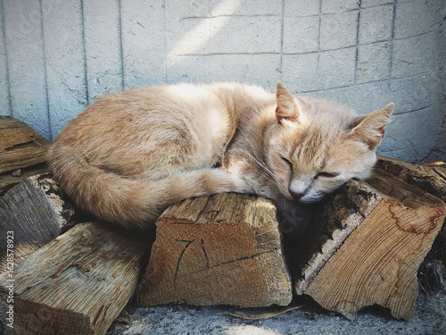 cat