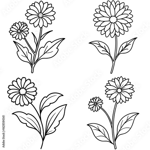 Calendula Plant with Flowers Coloring Page Botanical Outline Illustration