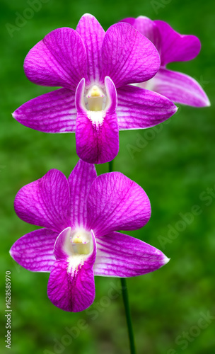 Slika na platnu A type of orchid on the island of Fiji