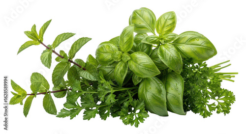 Tableau sur toile Fresh culinary herbs bunch isolated on transparent background