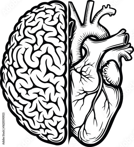 Brain and heart illustration, human anatomy, medical concept, health, organ, biology drawing
