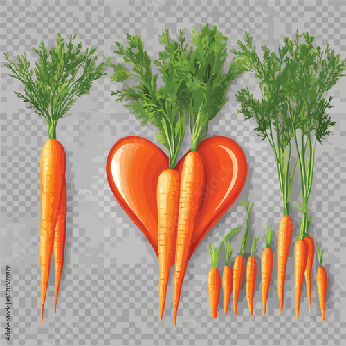 Carrot Bundle Formation Illustration