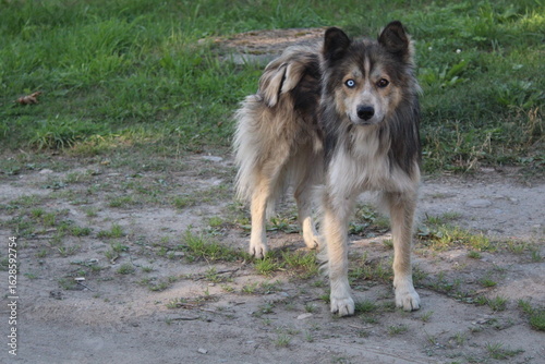 the dog is unusual, a cross between a husky and a mongrel, eyes of different colors 
