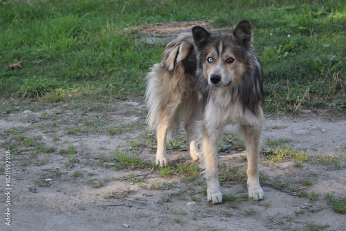 the dog is unusual, a cross between a husky and a mongrel, eyes of different colors 