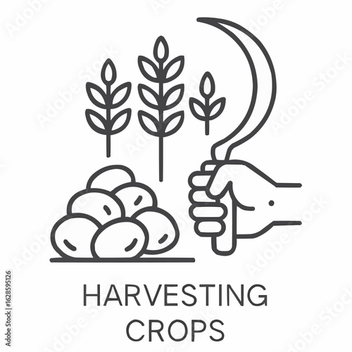 Hand harvesting crops with sickle and potatoes in farm field  
