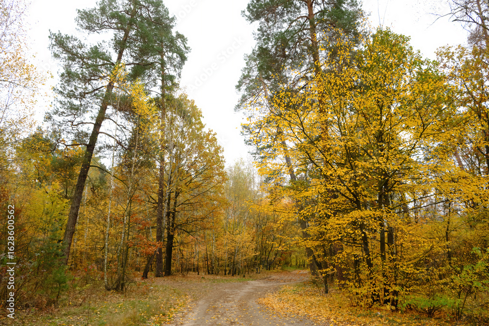 Fototapeta premium Yellow Autumn Tree in a Pine Forest