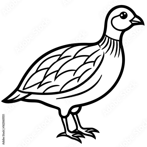 Minimalillustration, animal, black and white, old-fashioned, antique, engraving, feather, no people, vertical, 19th century, bird, nature, animal body part, animal wildlife, en Grey Francolin Line Art