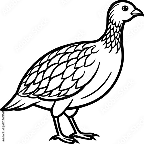 Minimalillustration, animal, black and white, old-fashioned, antique, engraving, feather, no people, vertical, 19th century, bird, nature, animal body part, animal wildlife, en Grey Francolin Line Art