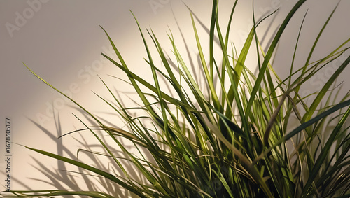 green grass in the wind