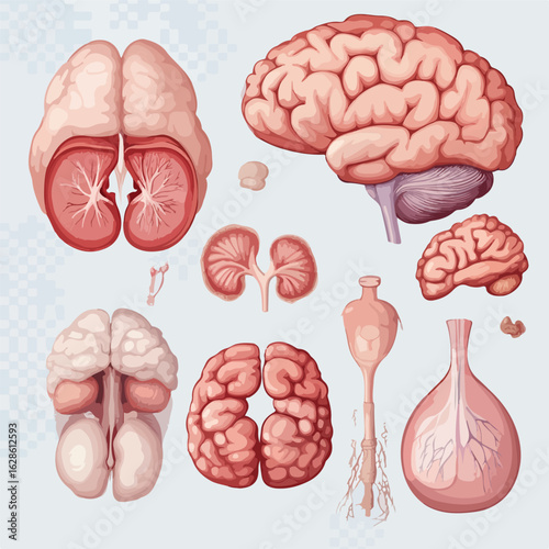 Anatomy Collection: Brain, Heart, Lungs