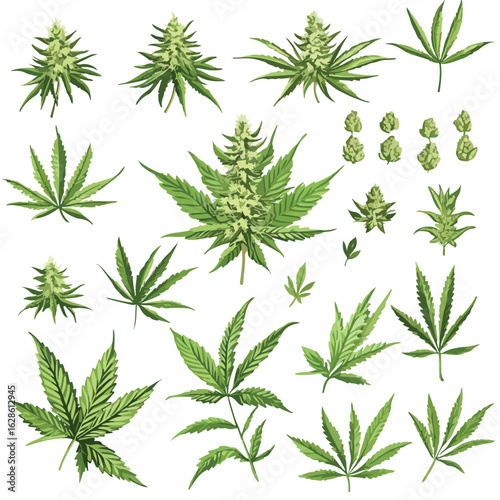 Assorted Cannabis Buds and Flowers Collection