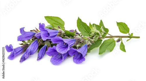 Close-up of a vibrant purple flower sprig with green leaves, isolated on a white background.