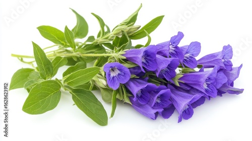 A bouquet of vibrant purple flowers with green leaves, isolated on a white background.