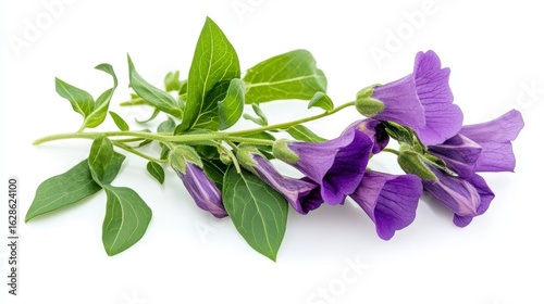 Purple flowers with green leaves on white background.
