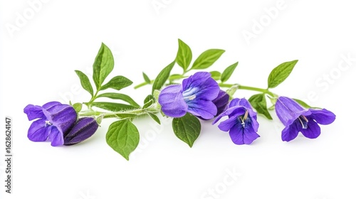 Close-up of a sprig of vibrant purple wildflowers with green leaves, isolated on a white background.