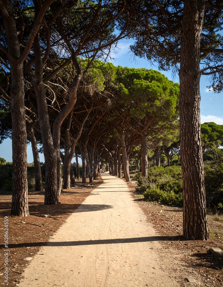 Obraz premium Sunny path lined with trees