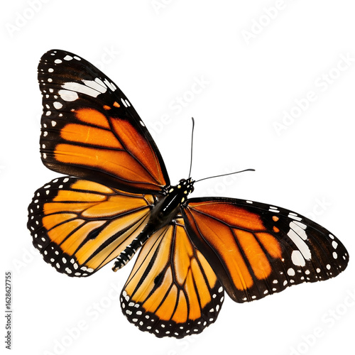 Detailed close up of a vibrant orange monarch butterfly with black markings isolated on transparent background
