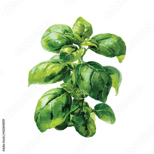 Fresh basil leaves isolated watercolor illustration