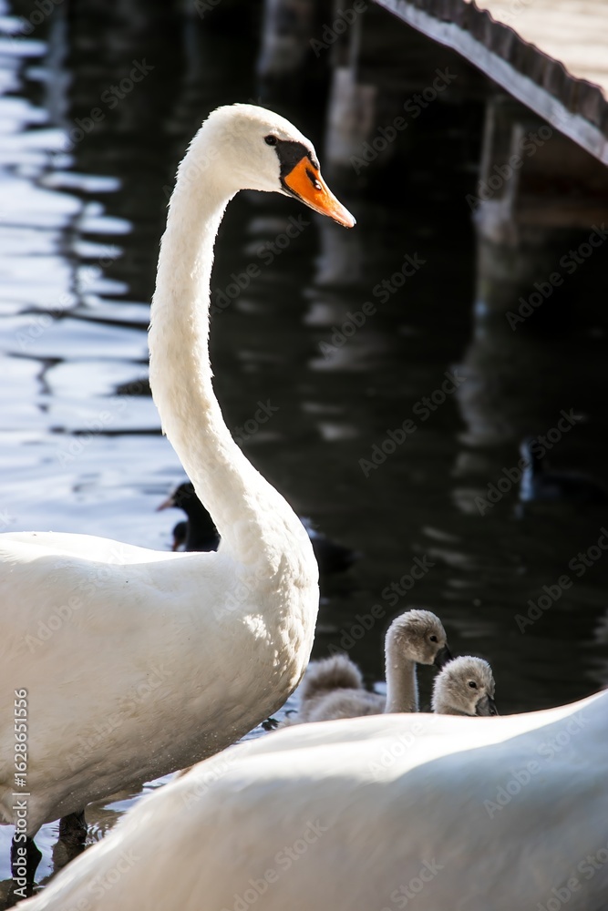 Obraz premium Elegant white swan gracefully gliding near its cygnets on a serene water surface, showcasing natural beauty and family dynamics in a tranquil environment