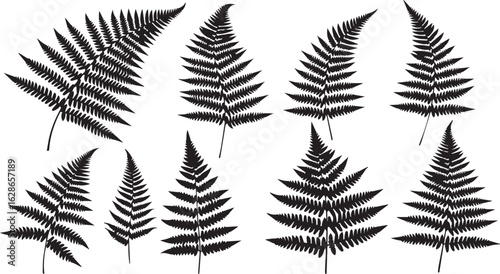Vector fern silhouette collection on white