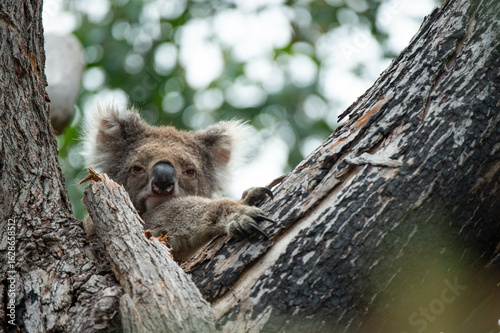 Photography koala in the tree