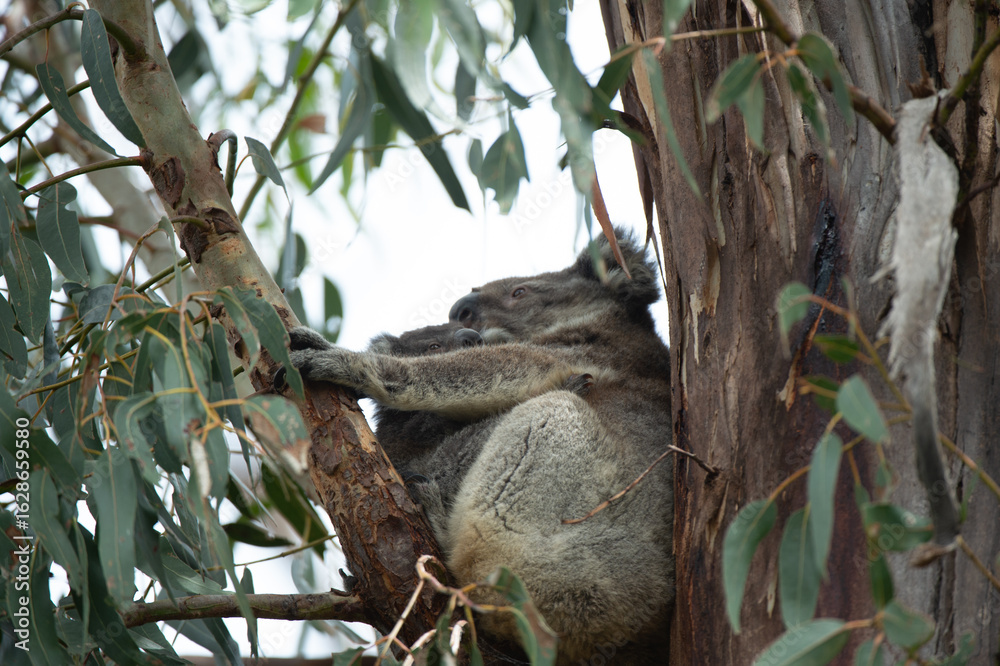Fototapeta premium koala in the tree