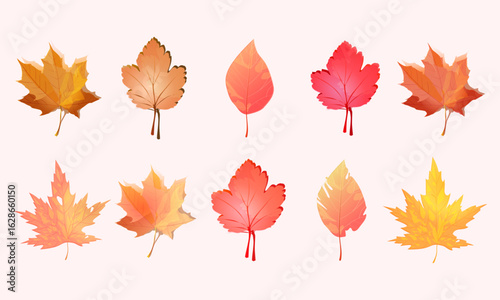 Autumn leaves collection vector illustration set with colorful fall foliage