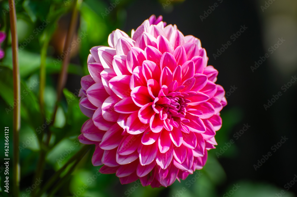 Obraz premium A luscious pink dahlia unfurls in perfect symmetry, its white-tipped petals forming a dreamy floral spiral