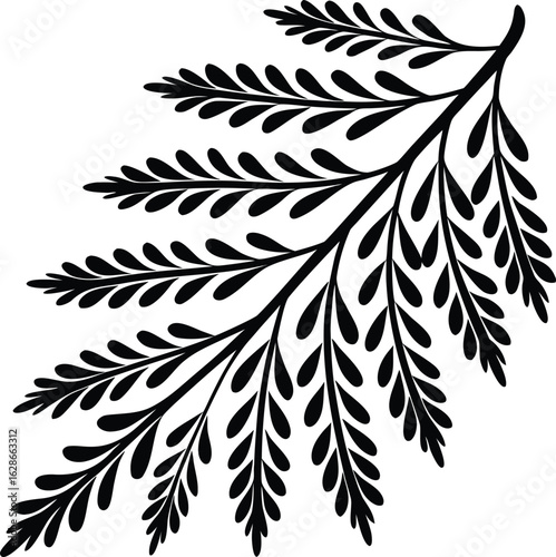 Black cedar branch with leaves foliage