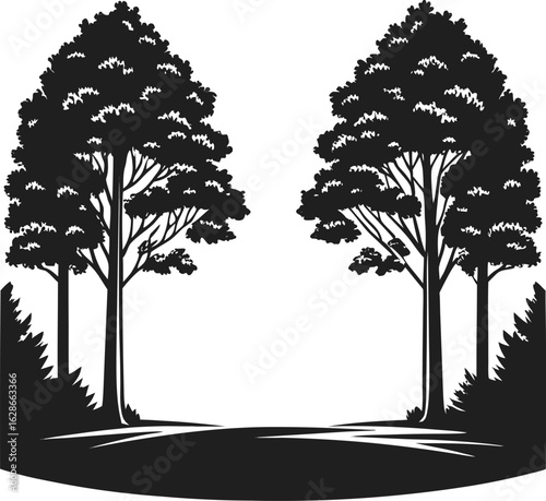 Tall trees clearing silhouette forest nature