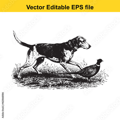American Foxhound Vintage Black & White Hunting Dog Illustration with Pheasant – Standing, Jumping, and Hunting Pose