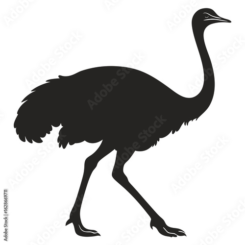 Ostrich silhouette walking isolated on white background