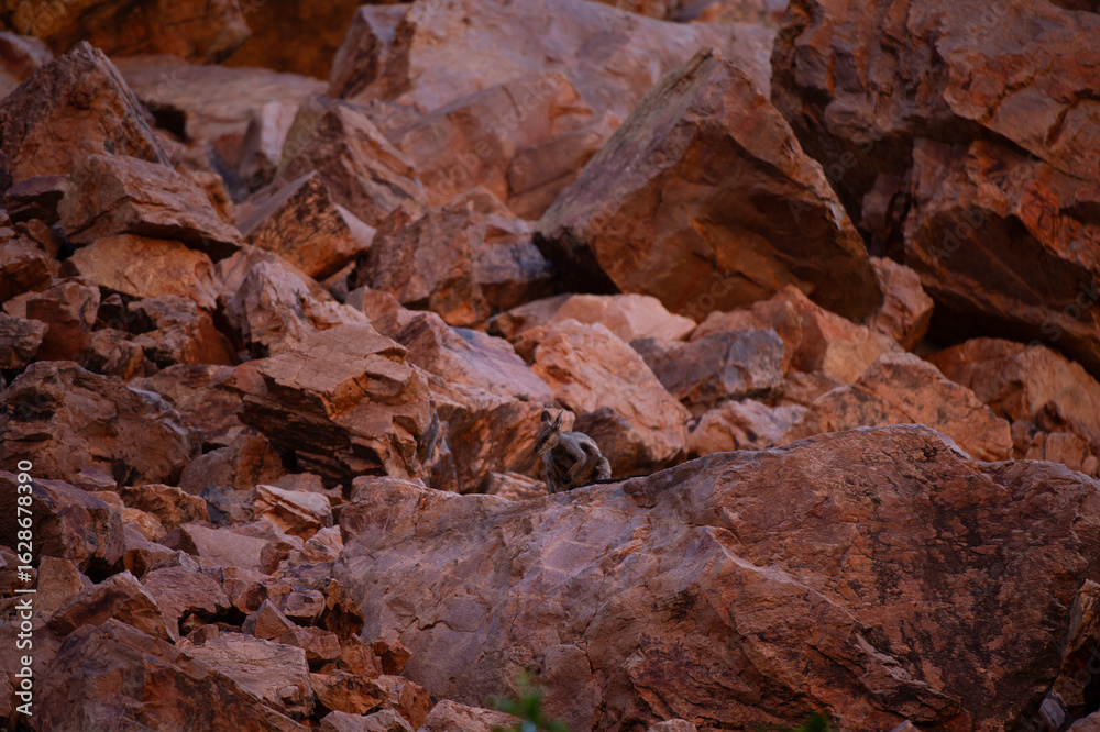 Obraz premium red rock background