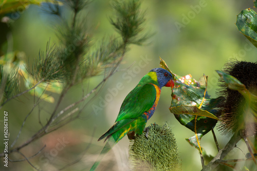 rainbow lorikeet parrot