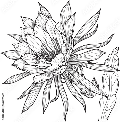 Black and White Cactus Flower Illustration, Line Art Cactus Bloom, Monochrome Desert Flower Drawing, Elegant Cactus Floral Design, Botanical Cactus Line Art