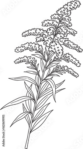 Botanical Elegance: This monochromatic illustration elegantly captures the intricate details of a Goldenrod plant, showcasing its delicate blooms and graceful foliage.